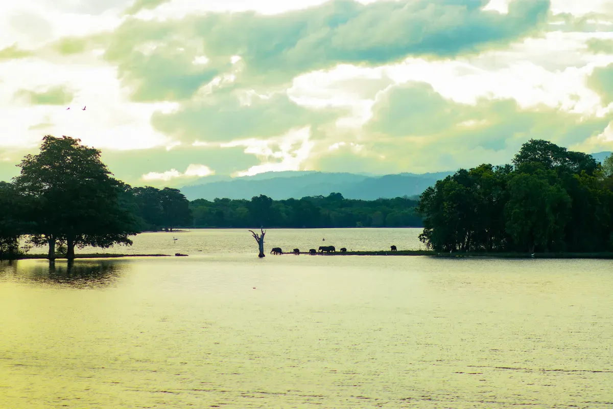 Un lago con gli alberi sulla riva in Sri Lanka