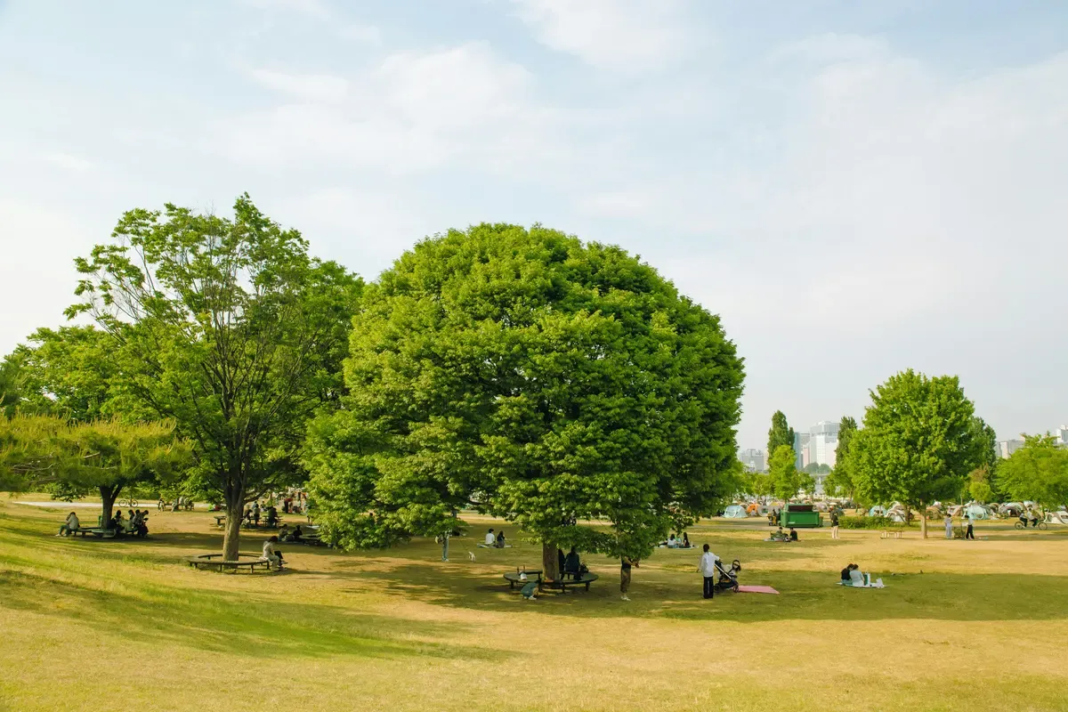 Un picnic sotto gli alberi nello Yeouido Hangang Park