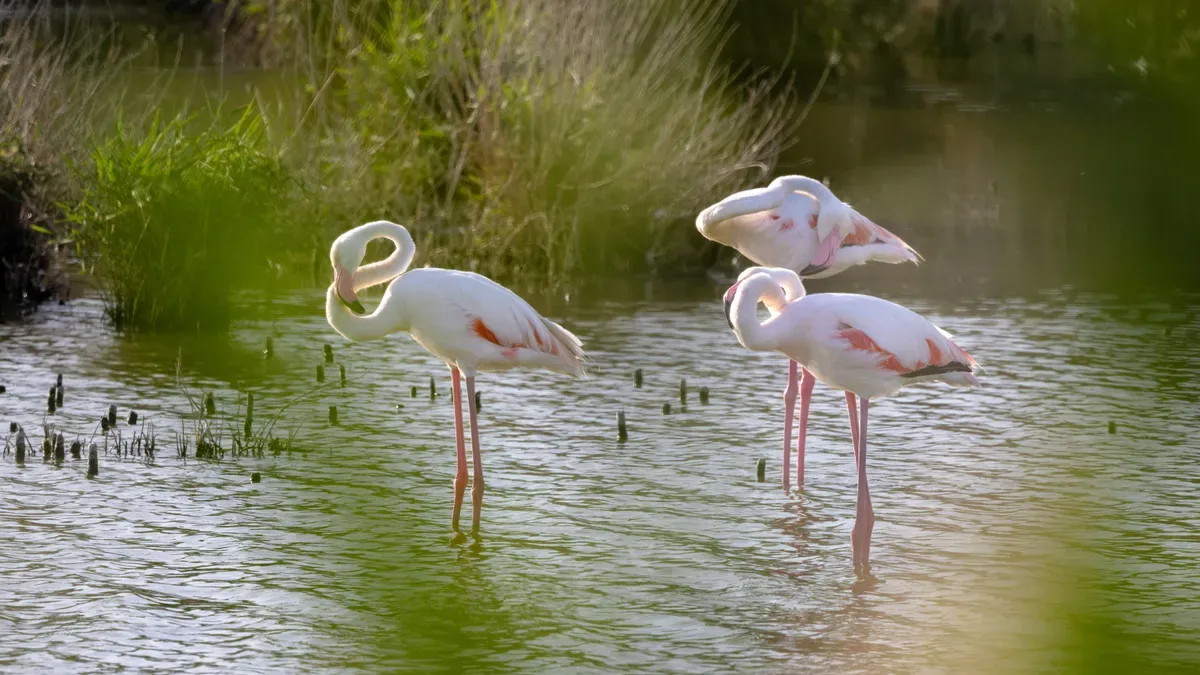 Tre fenicotteri rosa in uno stagno tra le canne