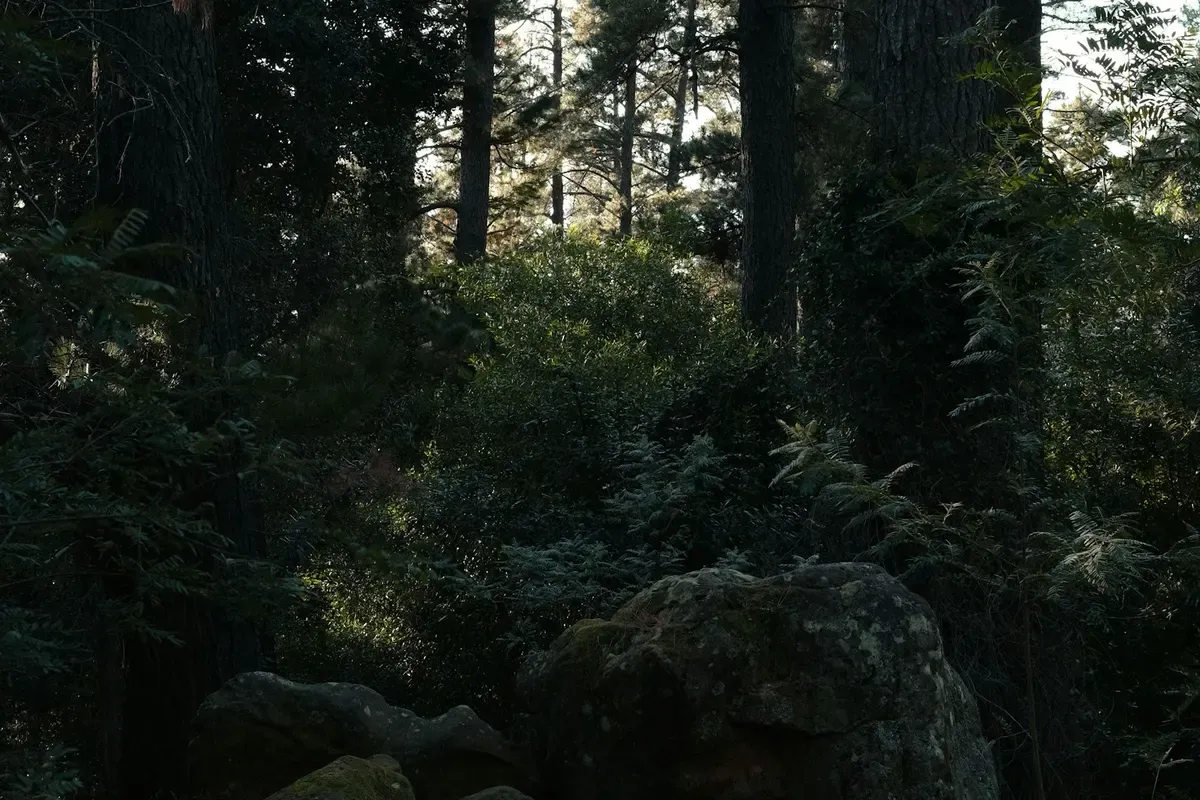 Alberi e rocce nel bosco sulle pendici della Table Mountain