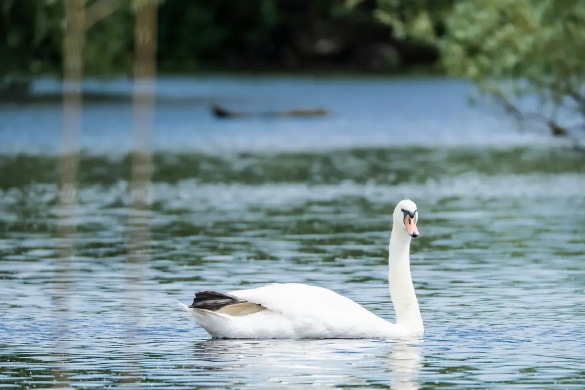Un cigno sull'acqua a Belgrado