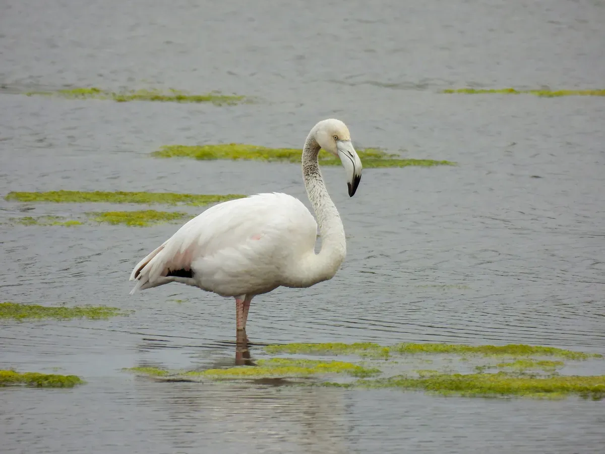 Un fenicottero nell'acqua bassa di una laguna