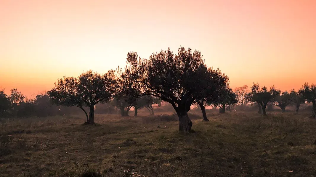 Alberi di Olive