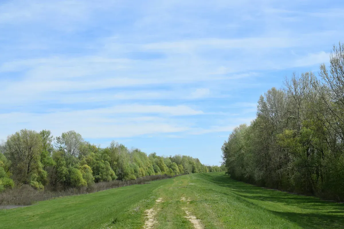 Un sentiero erboso sull'argine, tra due file di alberi