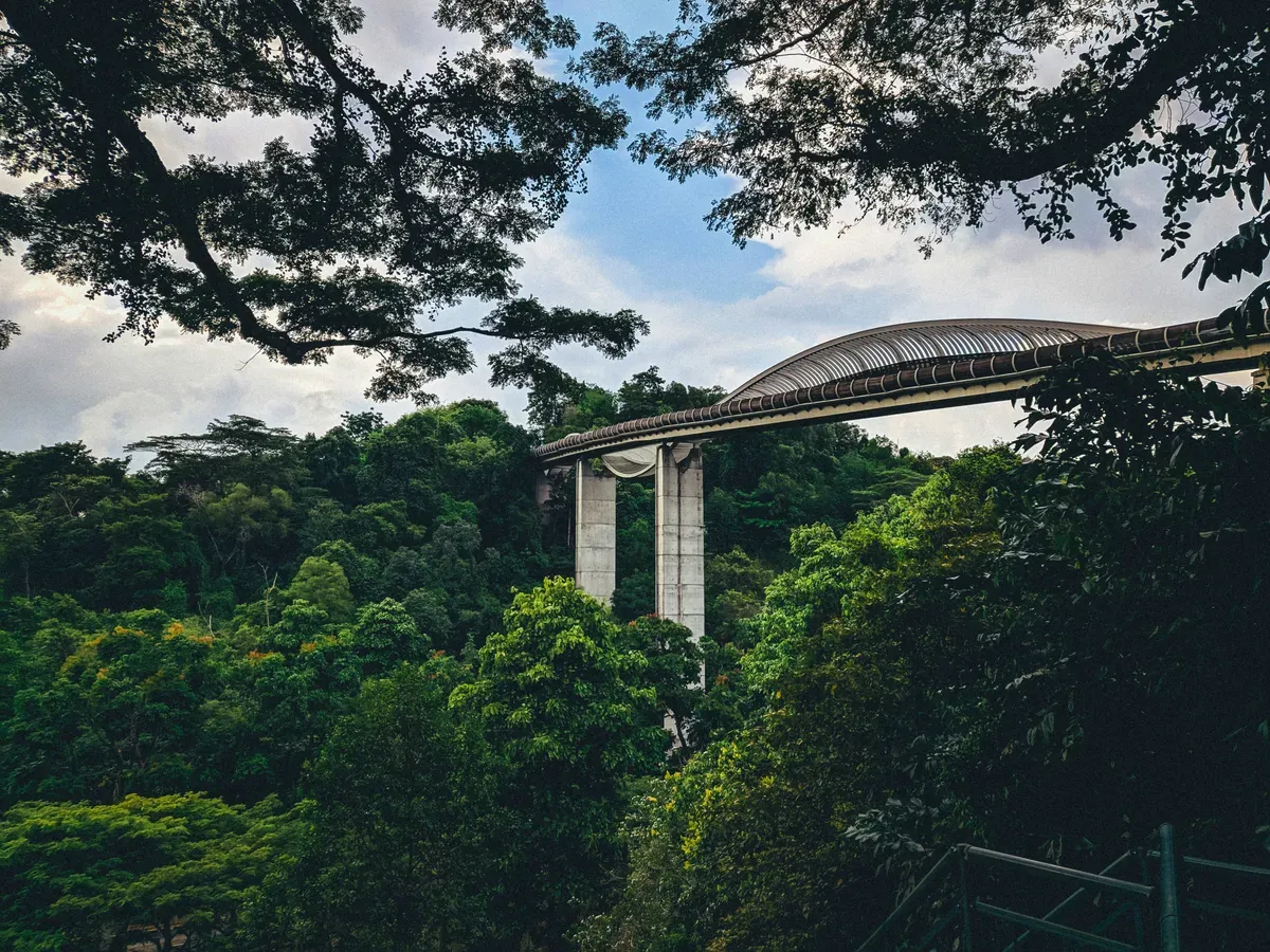 Il ponte pedonale Henderson Waves sospeso sopra la foresta delle Southern Ridges