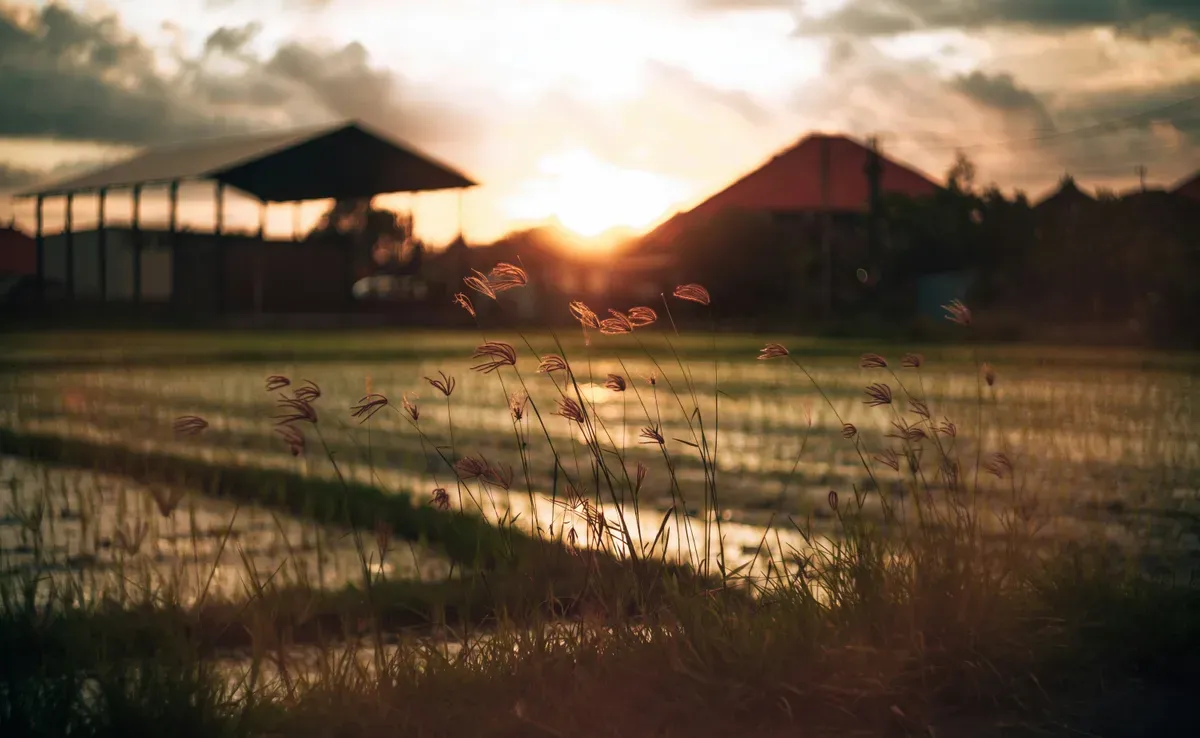 Una risaia allagata al tramonto nella zona di Canggu