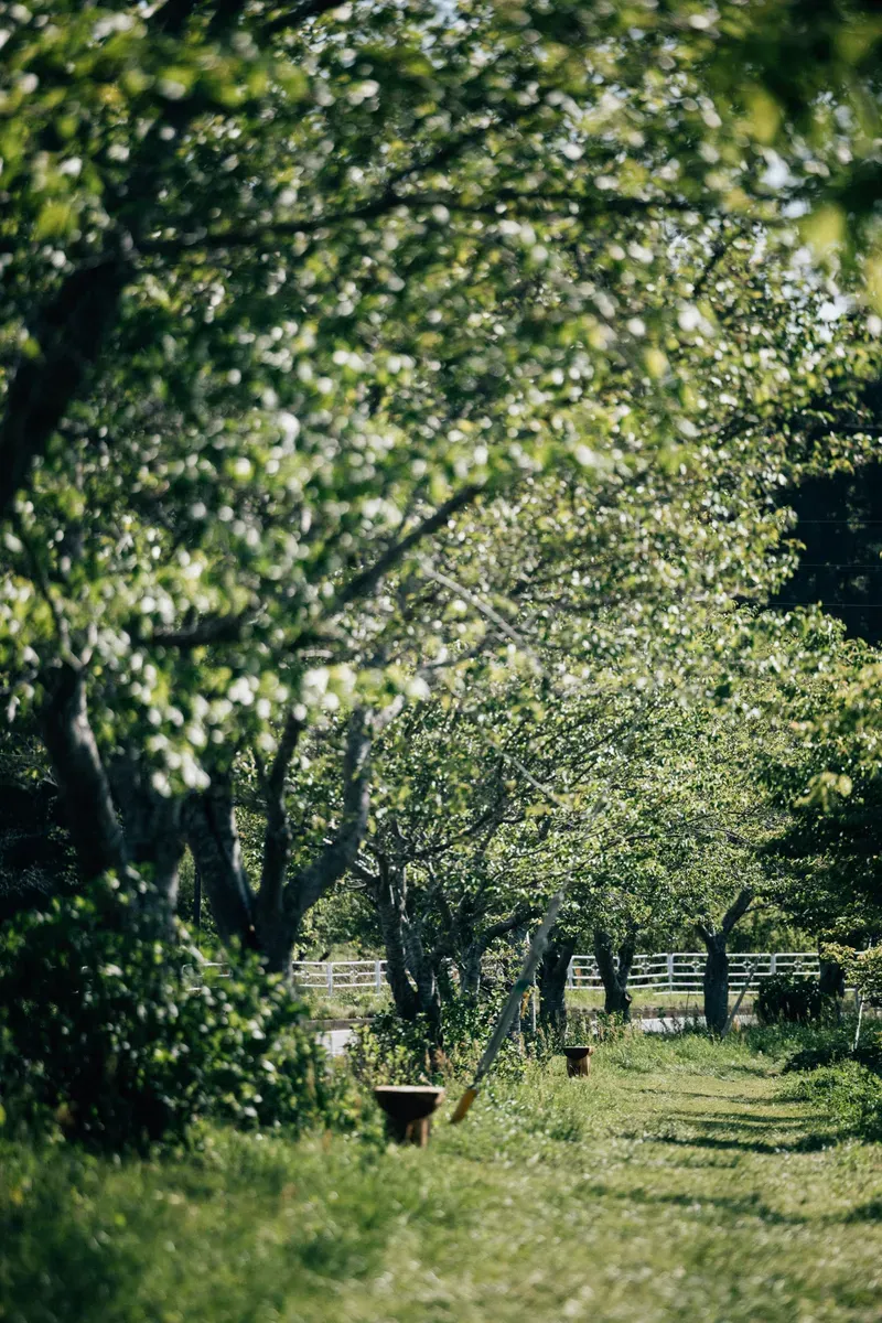Il verde degli alberi di un parco