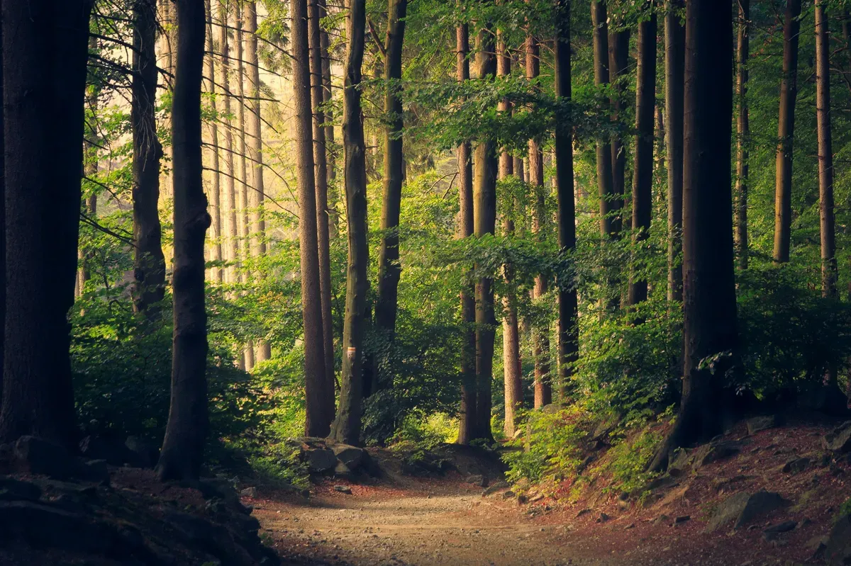 Un sentiero in un bosco di alberi alti