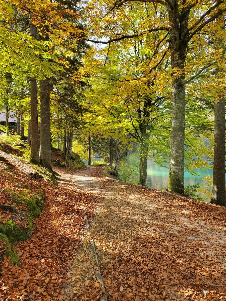 Un sentiero tra gli alberi vicino all'acqua