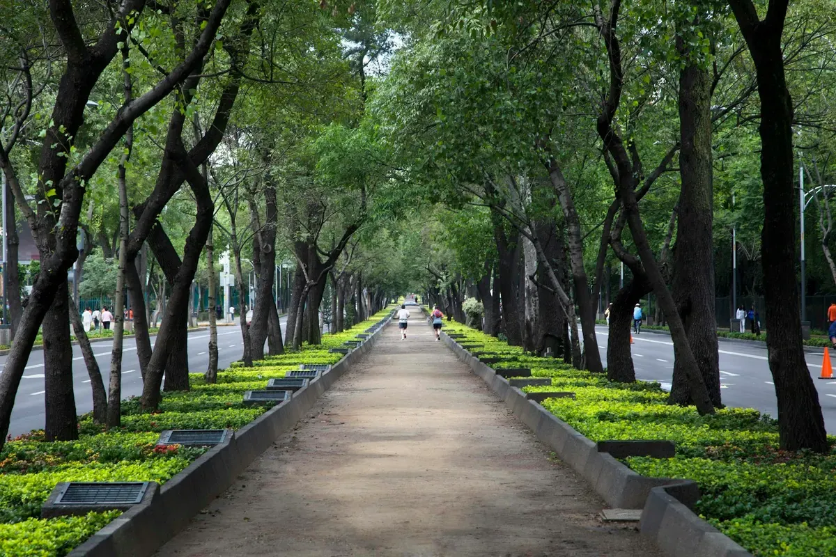 Un viale alberato in un parco di Città del Messico