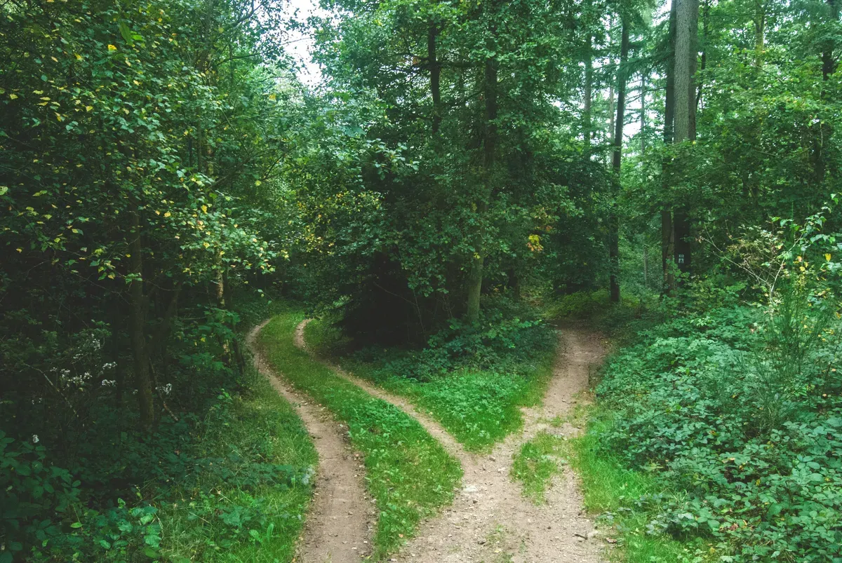 Due sentieri sterrati in un bosco fitto
