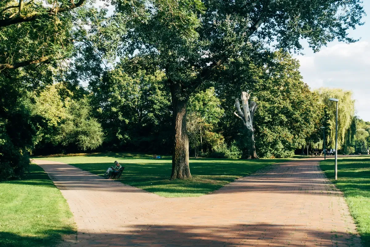 Alberi verdi e un prato in un parco nella luce del giorno