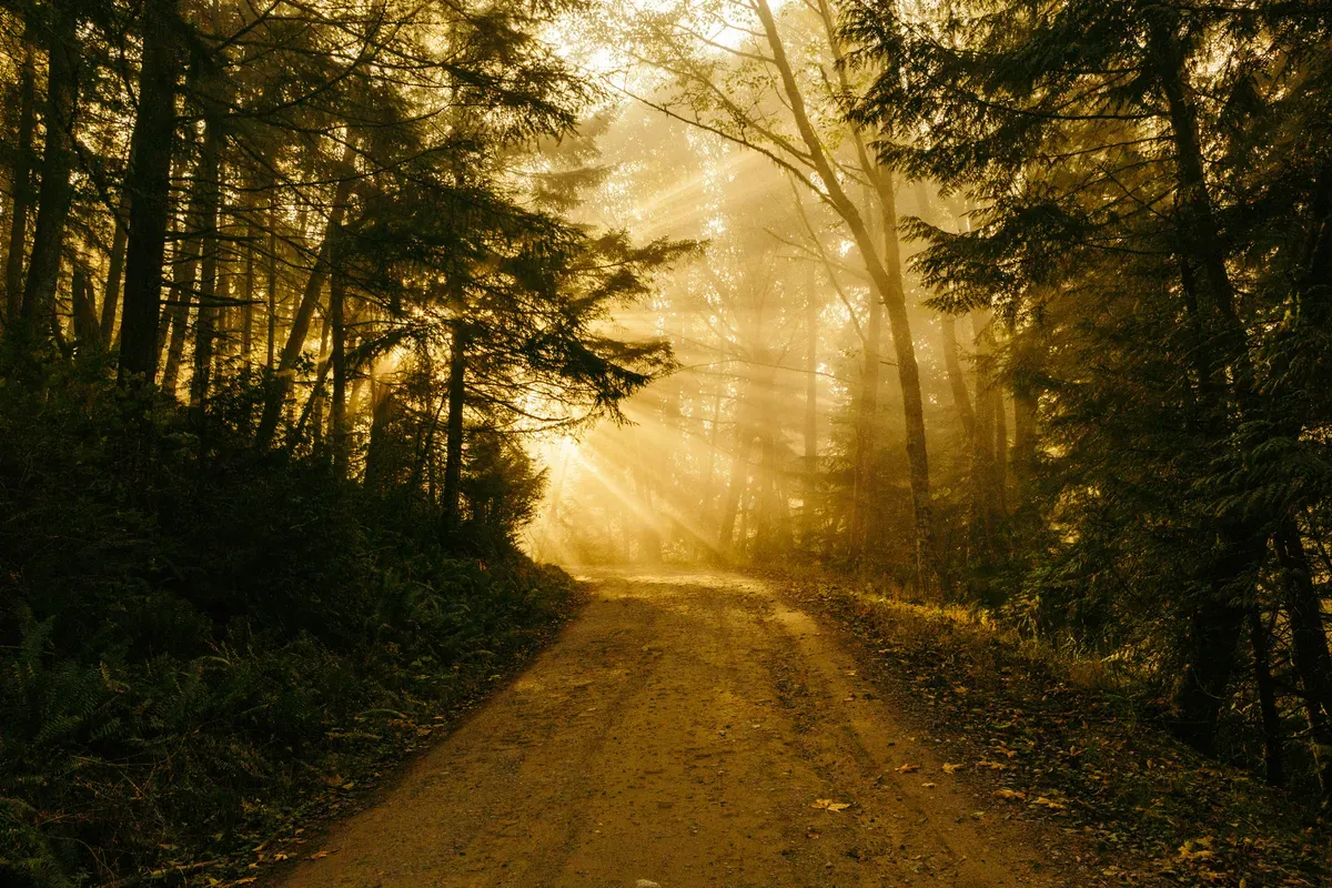 Un sentiero nel bosco illuminato dal sole del mattino