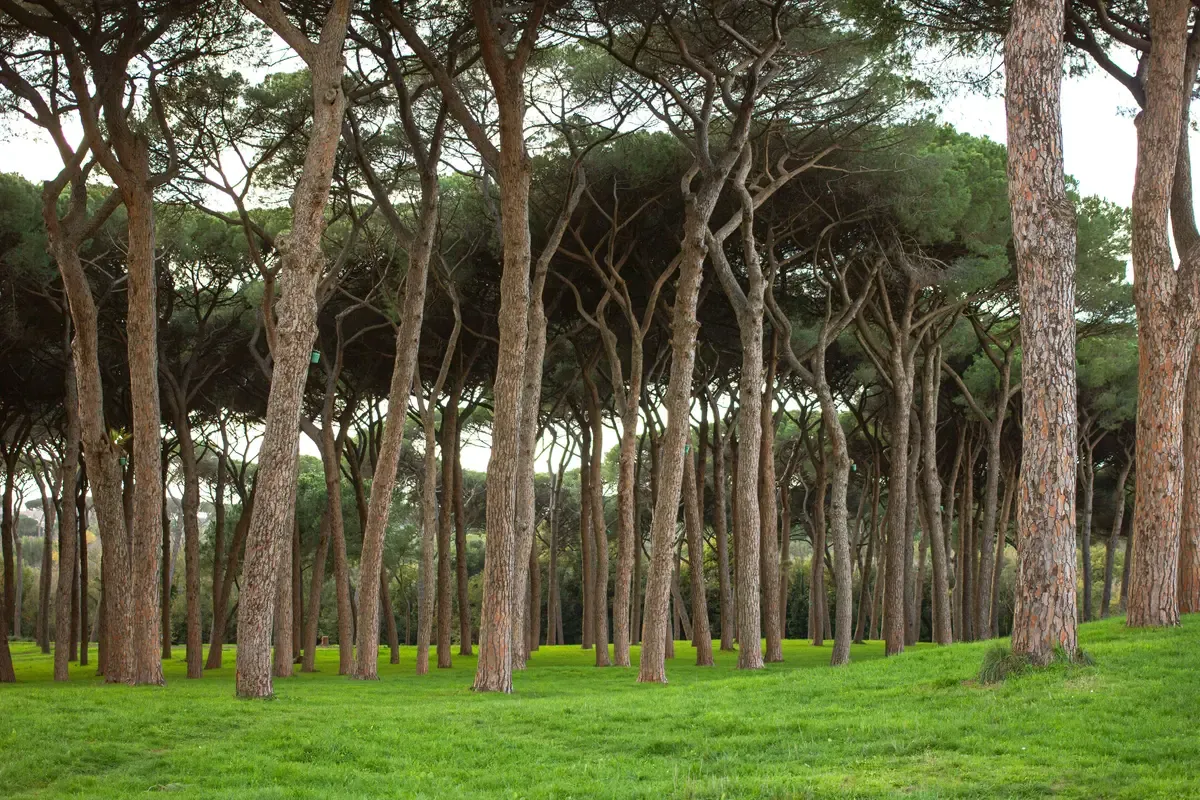 Un bosco di pini su un prato verde in un parco di Roma