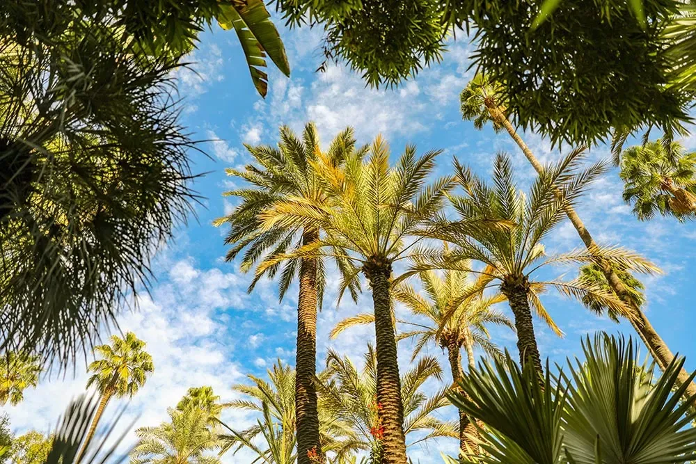 Marrakech Palmeraie