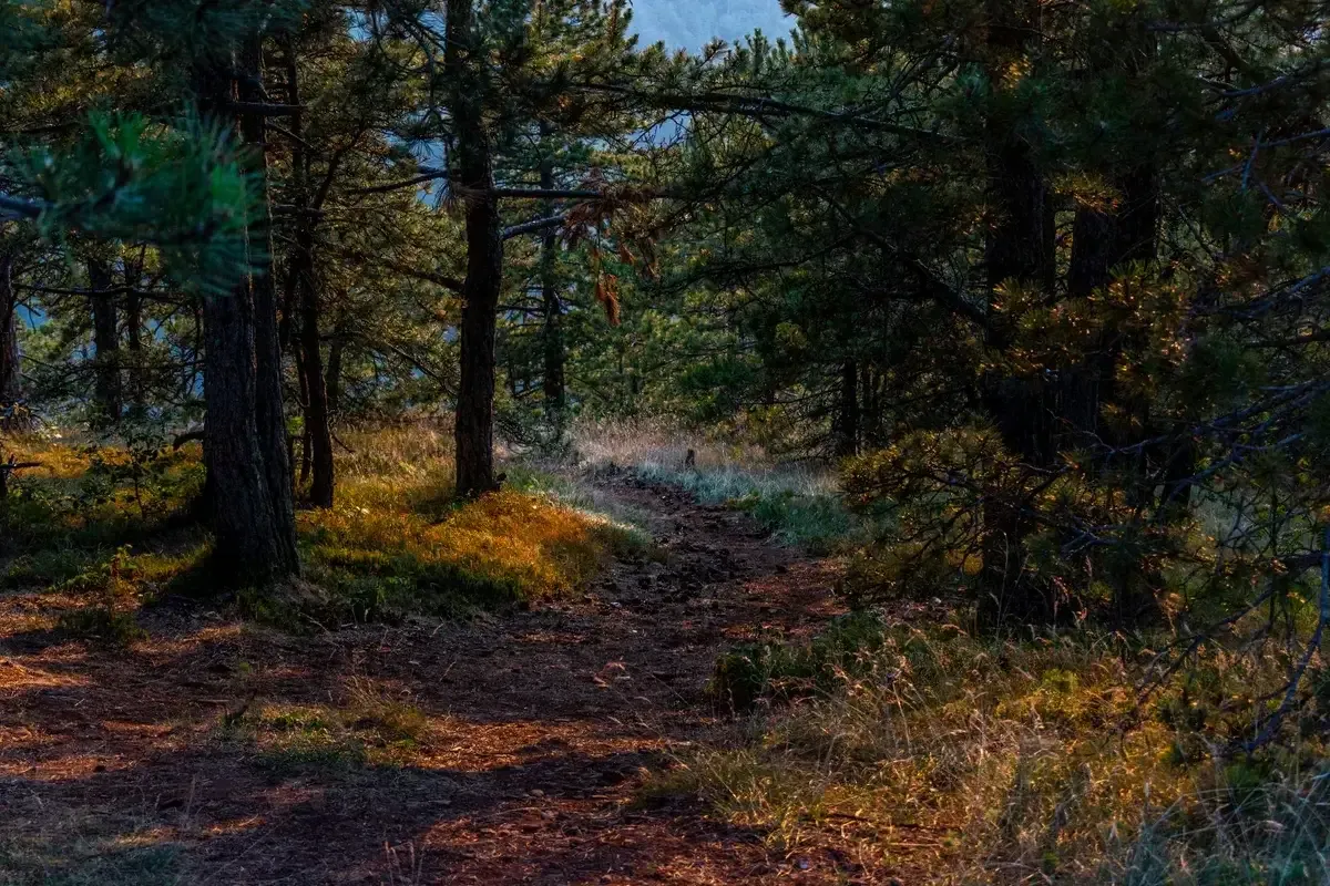 Un sentiero nel bosco al tramonto, tra gli alberi