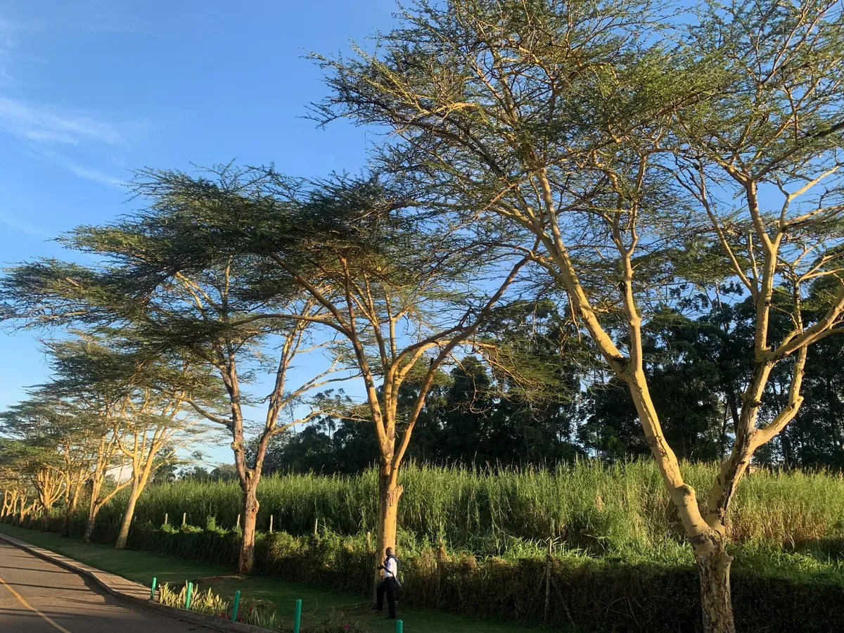 Un viale alberato con il marciapiede in un quartiere residenziale di Nairobi