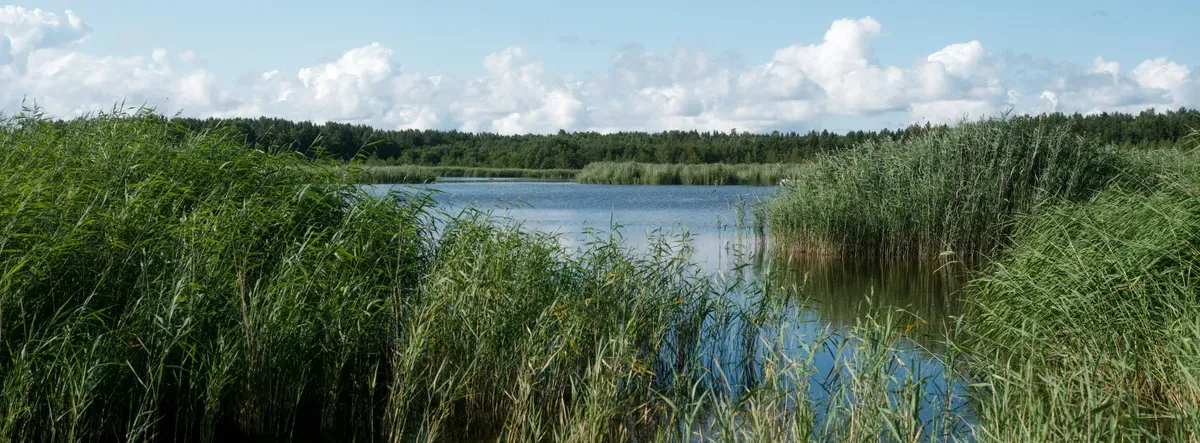 Un lago circondato dalle canne