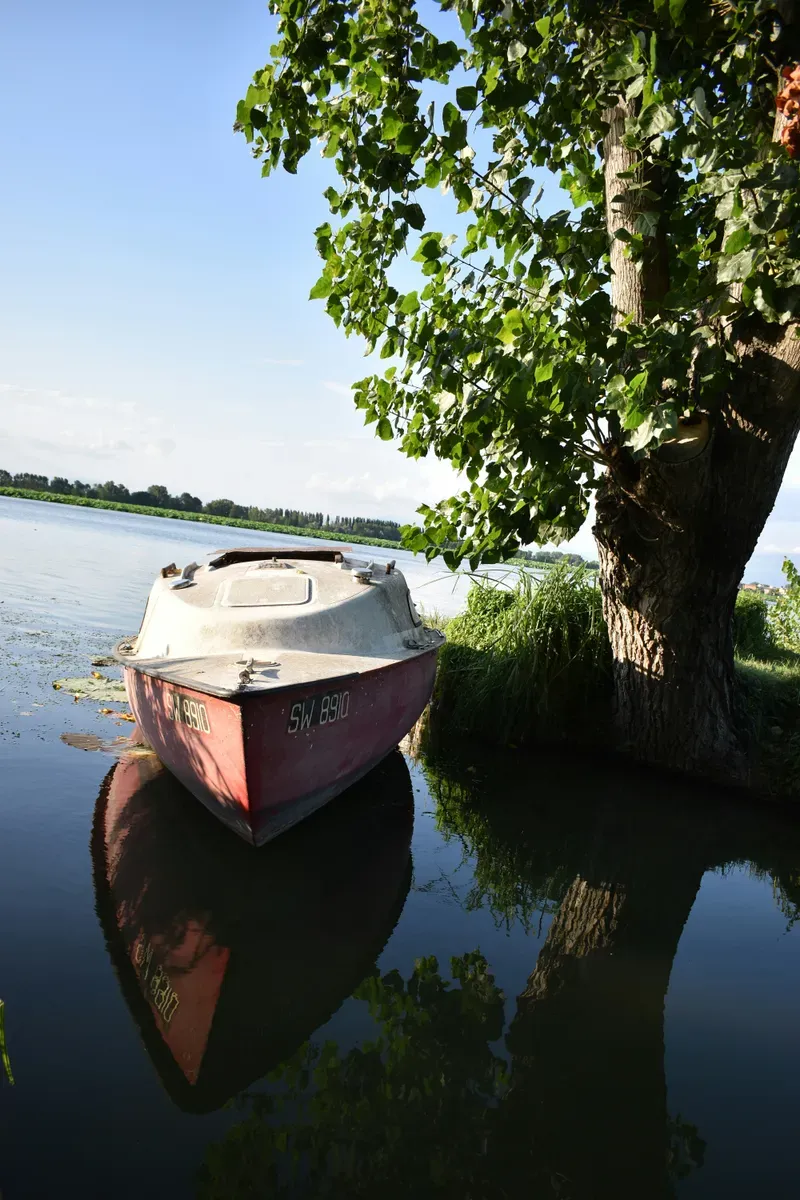Una barca ormeggiata sulla riva di un lago con un grande albero
