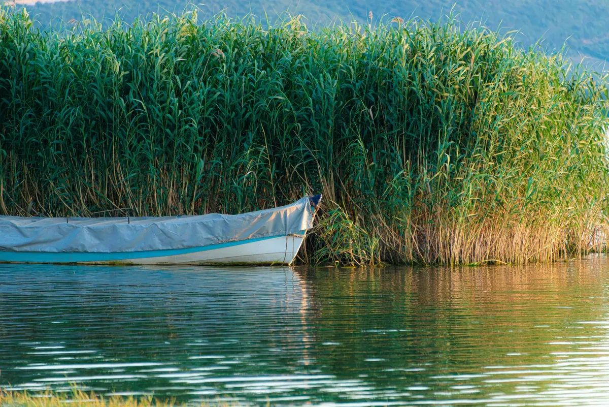 Una barca tra le canne alte sulla riva di un lago