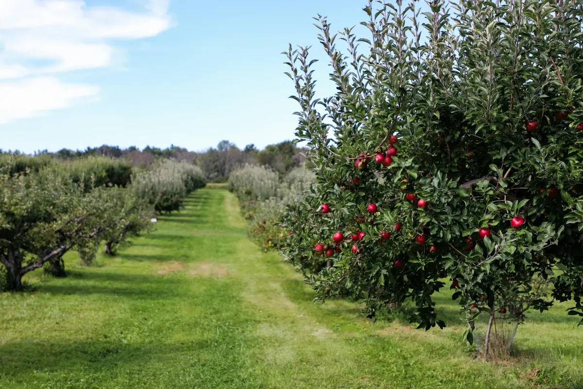 Filari di meli con le mele rosse