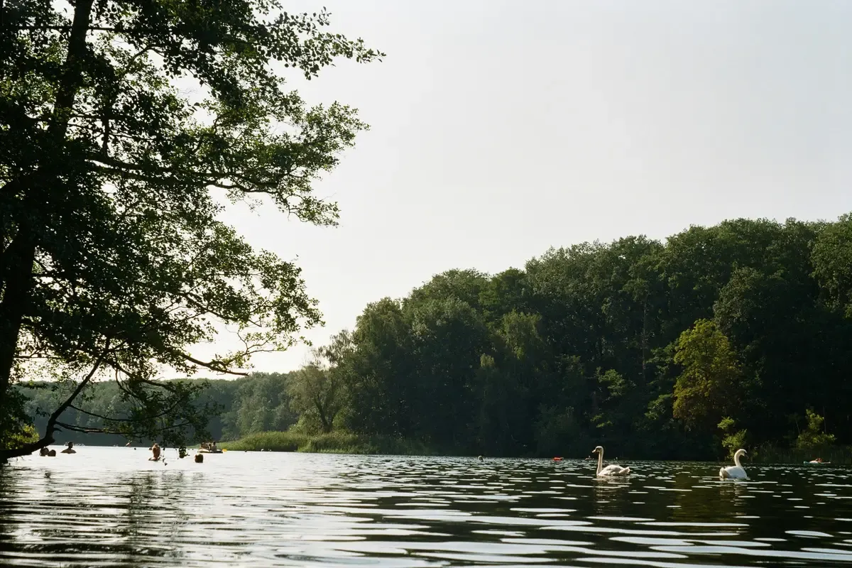 Lo Schlachtensee con i cigni sull'acqua e il bosco sulla riva