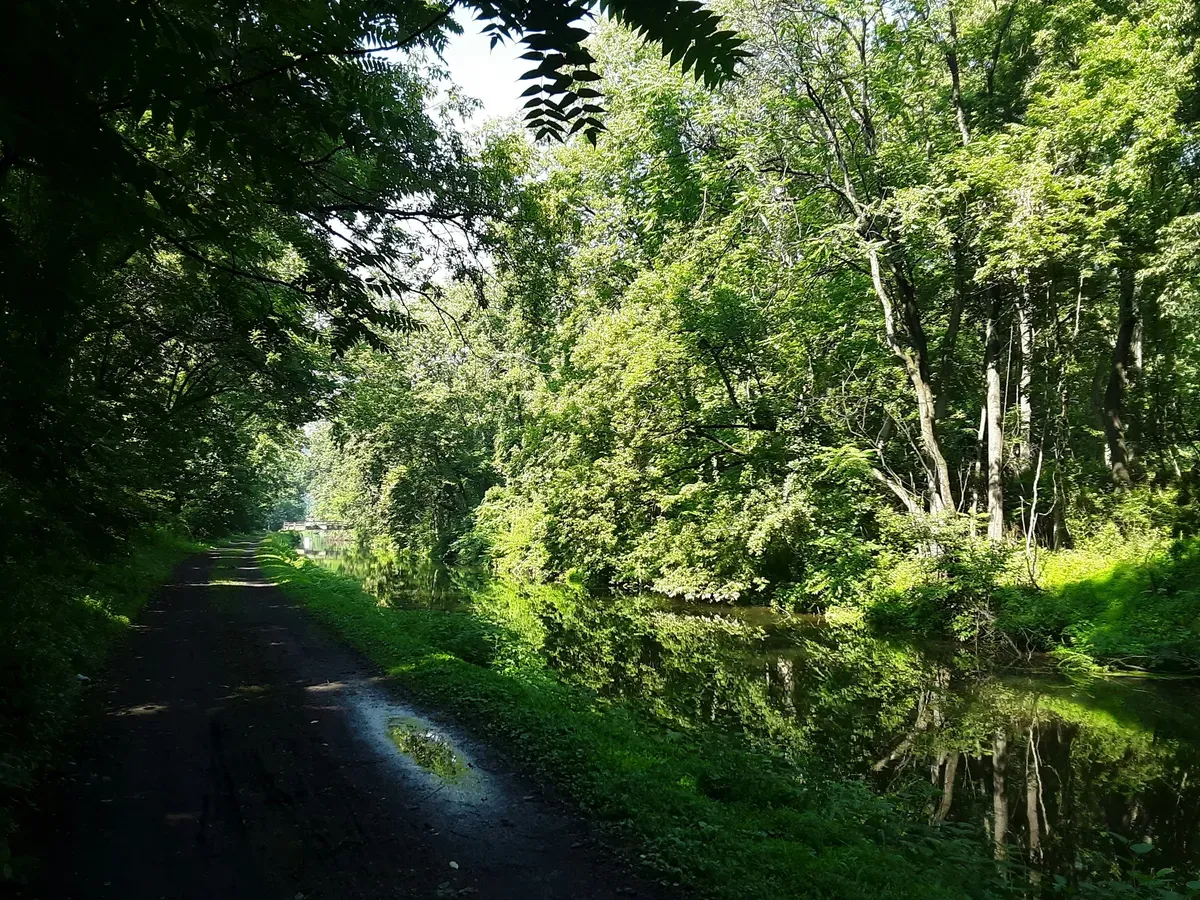 Un sentiero che attraversa la vegetazione di un parco