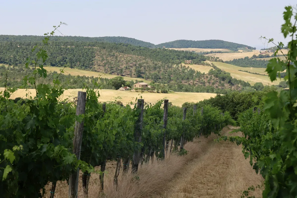 Un vigneto in campagna con le colline sullo sfondo