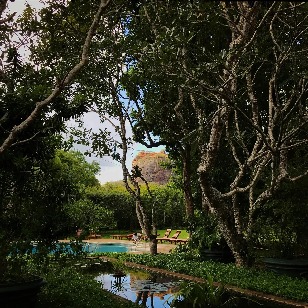 Un piccolo stagno tra gli alberi di un parco tropicale