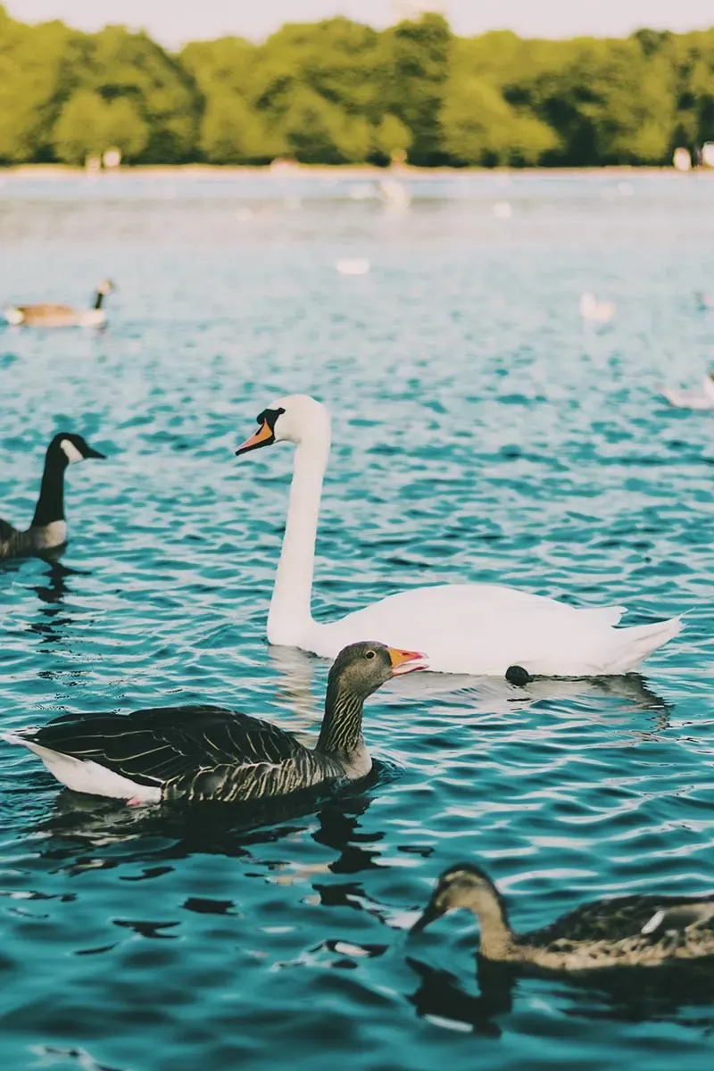 hyde park dove correre a londra quattro parchi reali