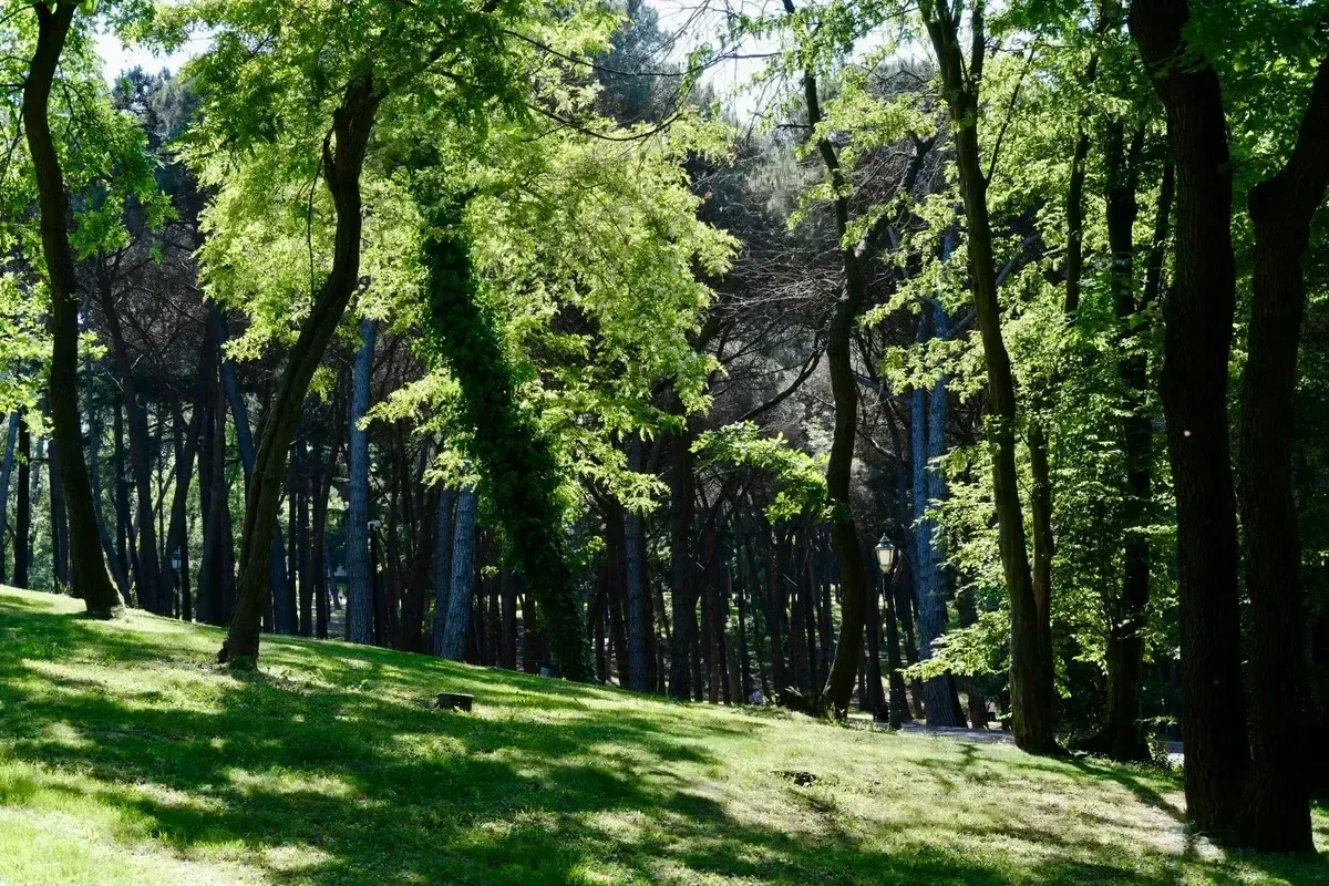La luce del sole tra gli alberi alti di un bosco, su un prato in pendenza