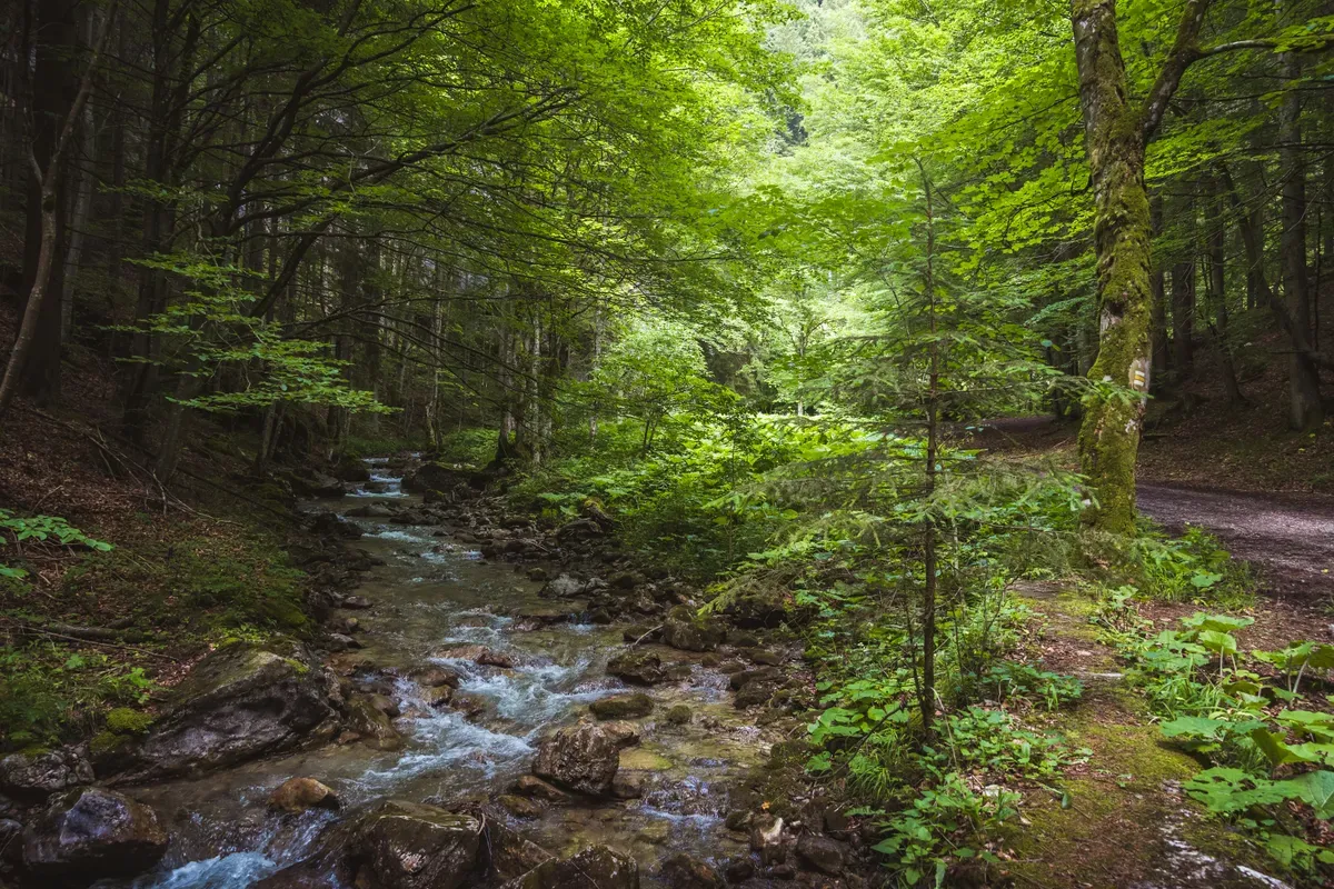 Un torrente tra le rocce in un bosco