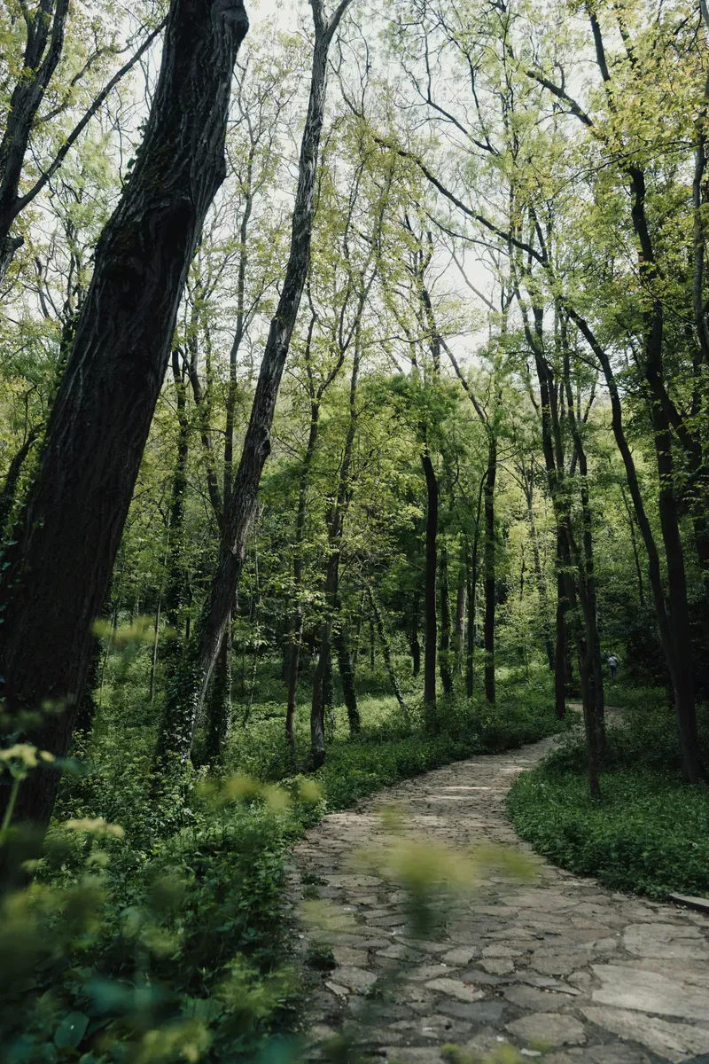 Un sentiero in un bosco di alberi alti