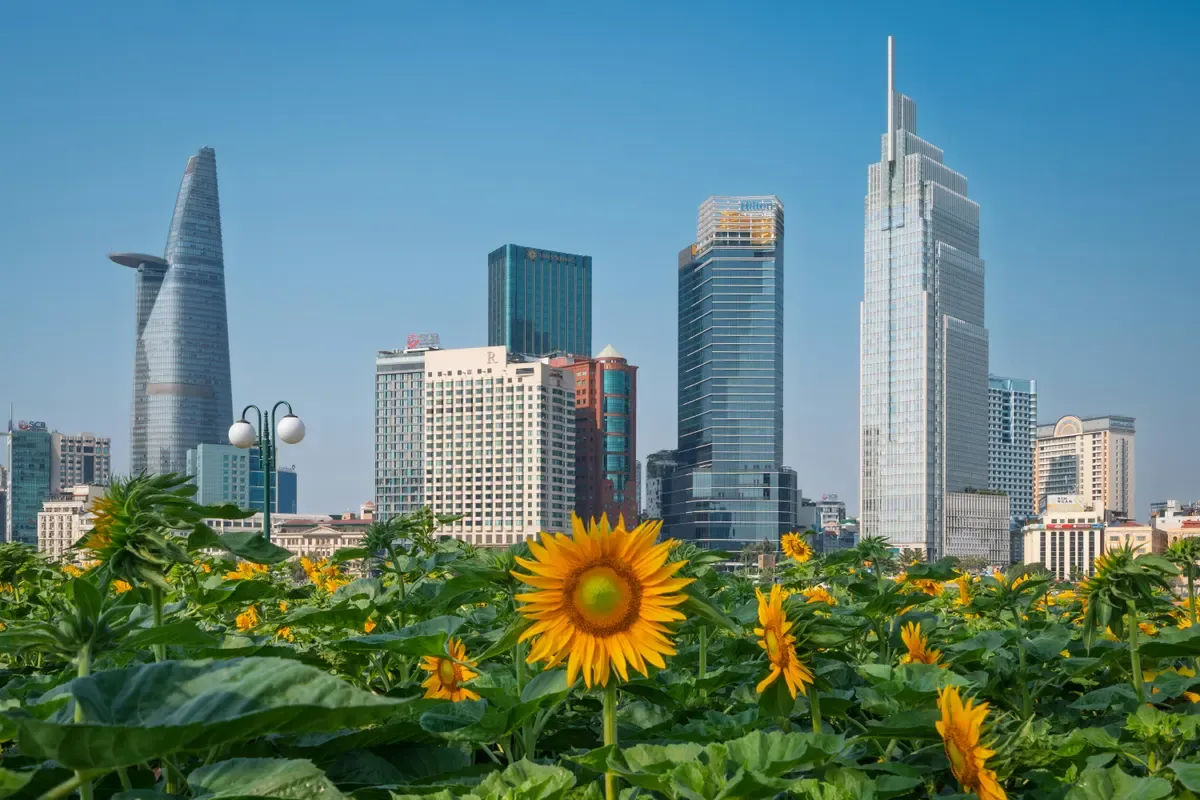 I grattacieli del centro di Ho Chi Minh visti da un parco di Thu Thiem, con i girasoli in primo piano