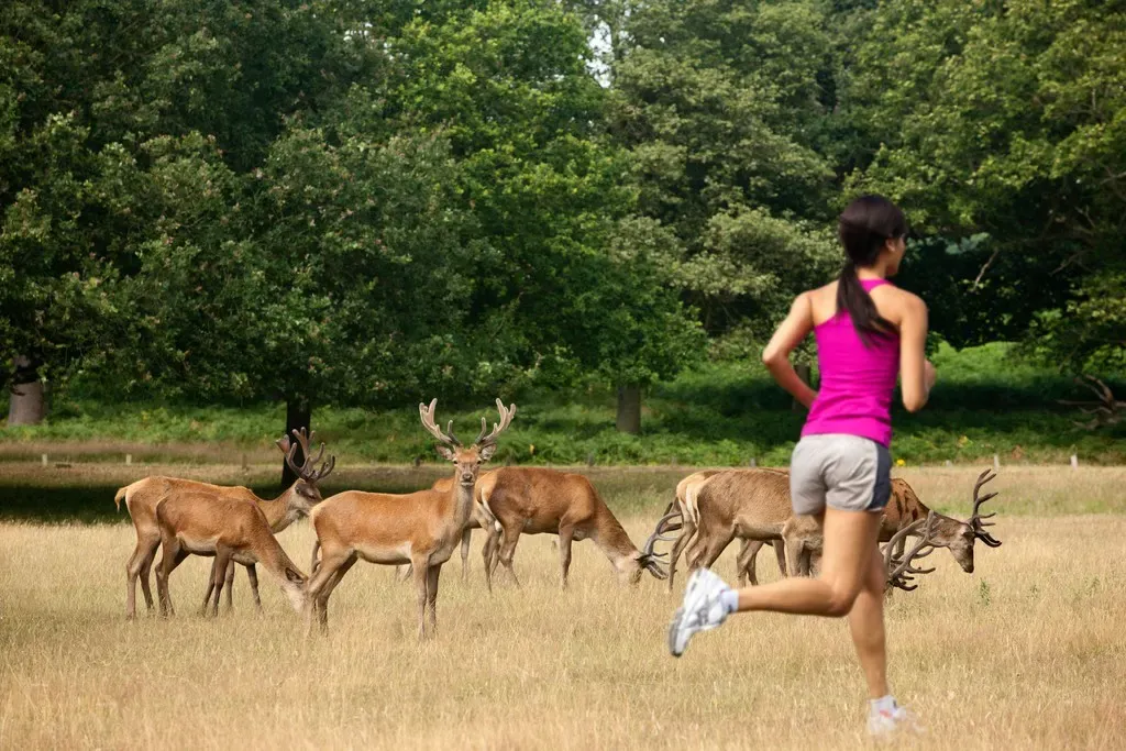 Bushy Park
