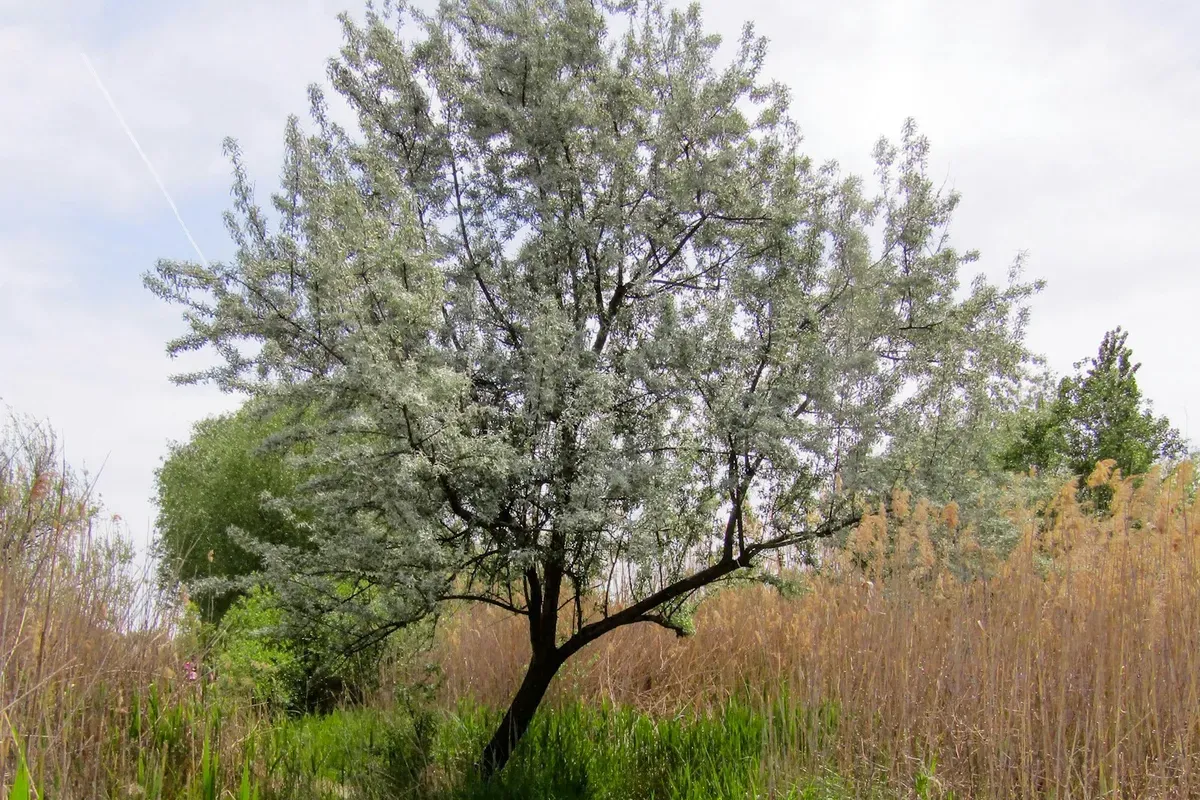 Un albero fiorito e i canneti del Parco naturale Văcărești a Bucarest