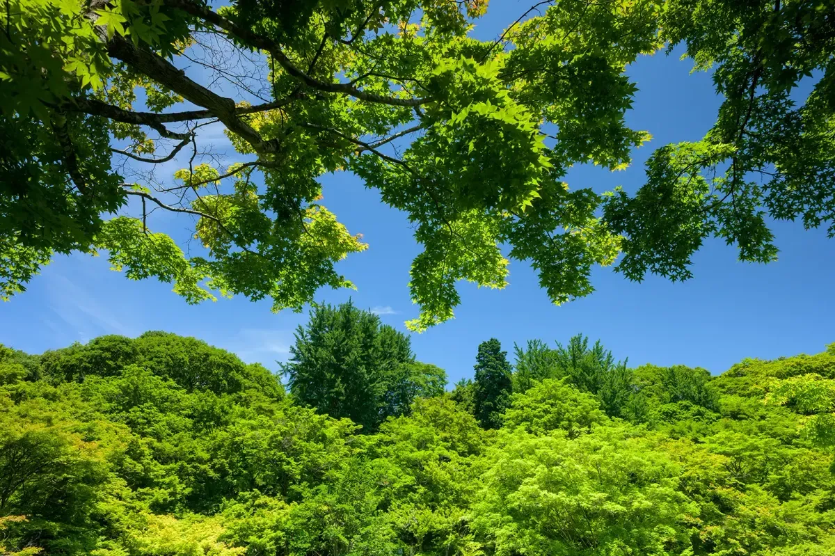 La Foresta di Syngrou: itinerario di running