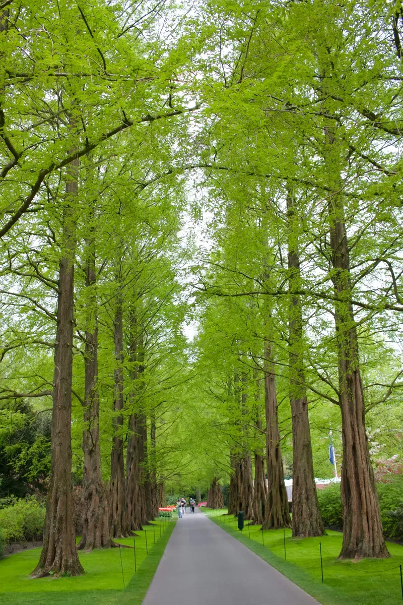 Un sentiero tra alberi alti e verdi