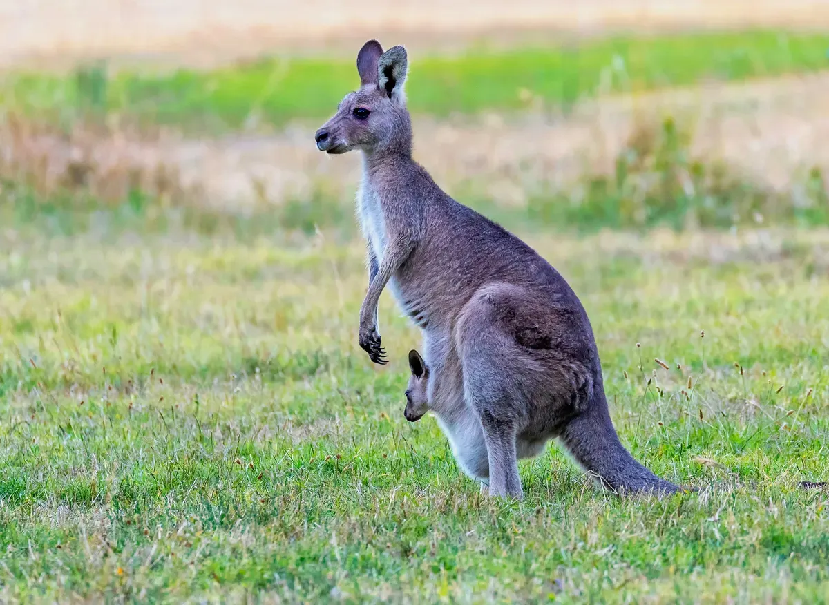Un canguro con il cucciolo nel marsupio su un prato