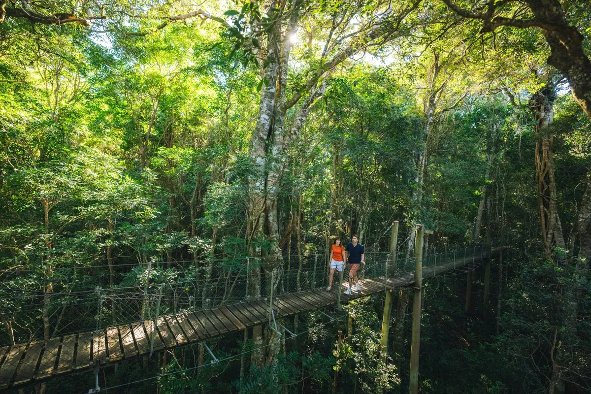Una passerella nella foresta del Queensland