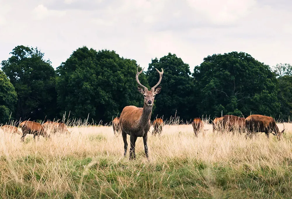 dove correre a Londra Richmond Park