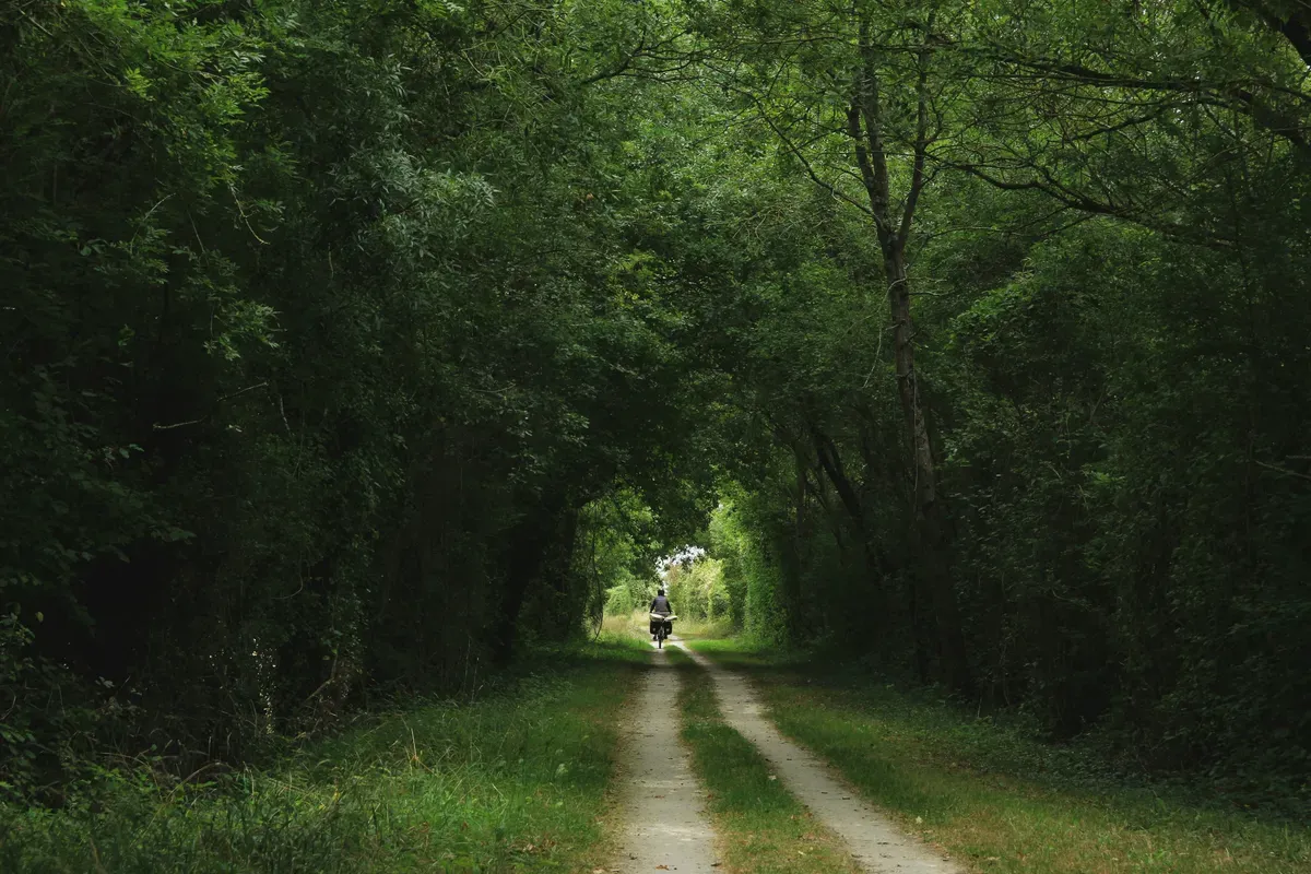 Un sentiero sterrato in una galleria di alberi