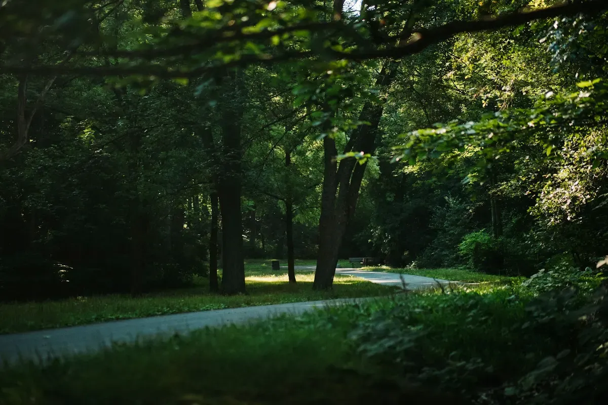 Un viale alberato in un parco di Boston d'estate