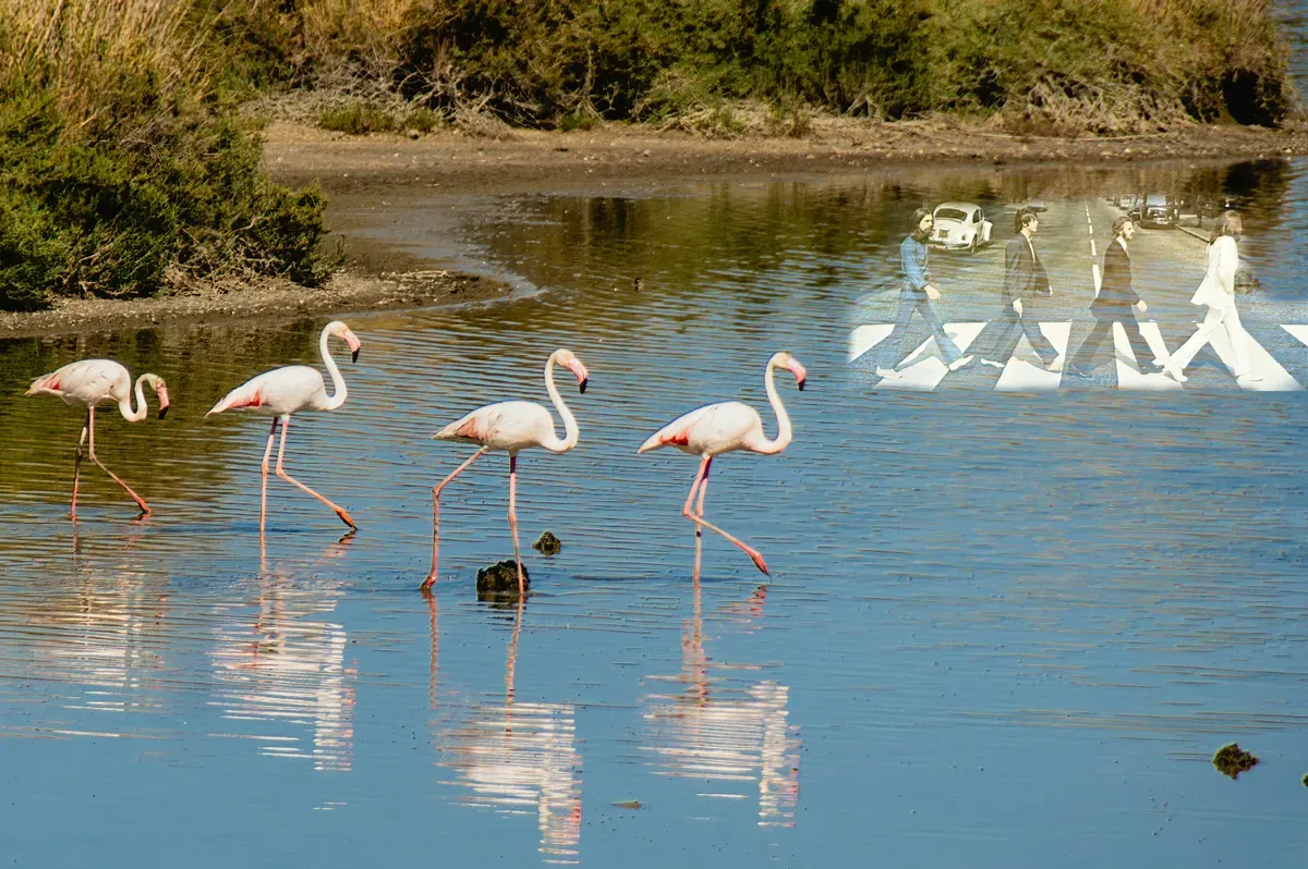 Fenicotteri rosa nelle acque basse degli stagni vicino a Cagliari