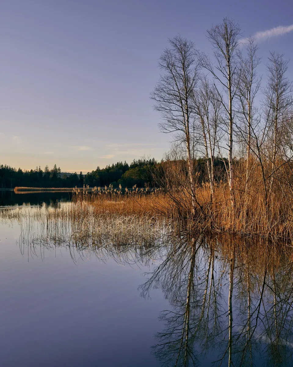La riva di un lago con le canne e gli alberi spogli