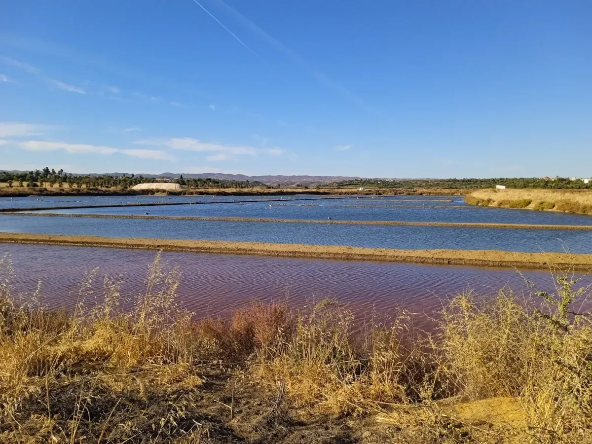 Tavira: birdwatching alle saline verso Cabanas 🇵🇹