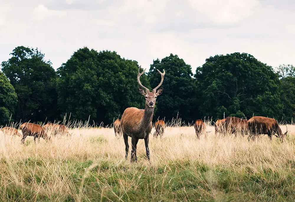 dove correre a Londra Richmond Park