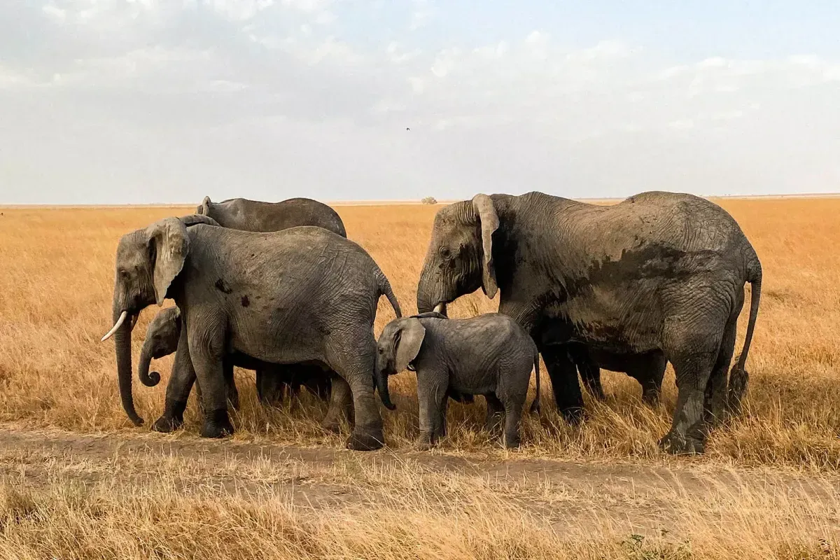 Come organizzare un safari in Tanzania nel Serengeti e nel cratere del Ngorongoro
