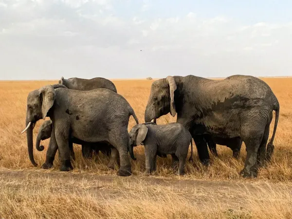 Come organizzare un safari in Tanzania nel Serengeti e nel cratere del Ngorongoro